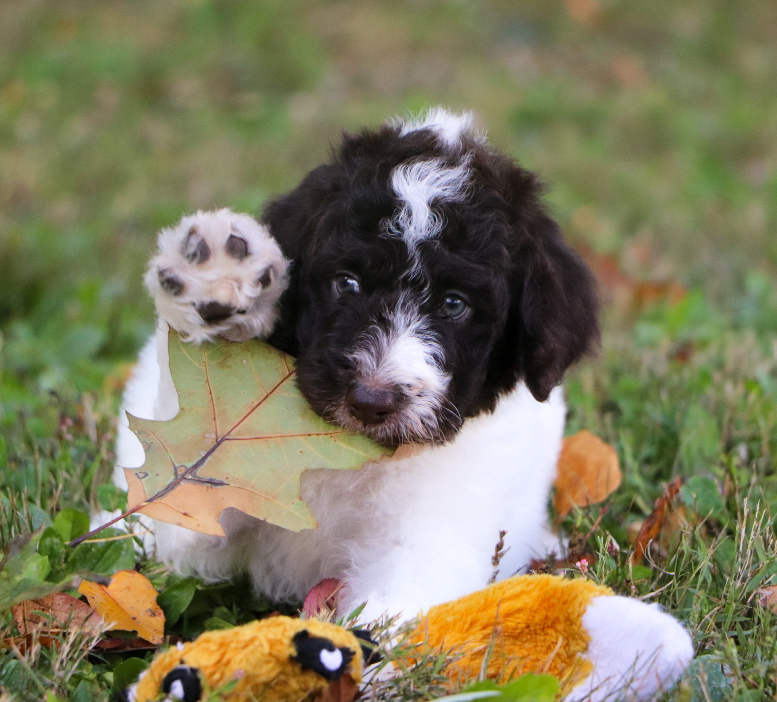 Trust-worthy Breeders- My Pup Central