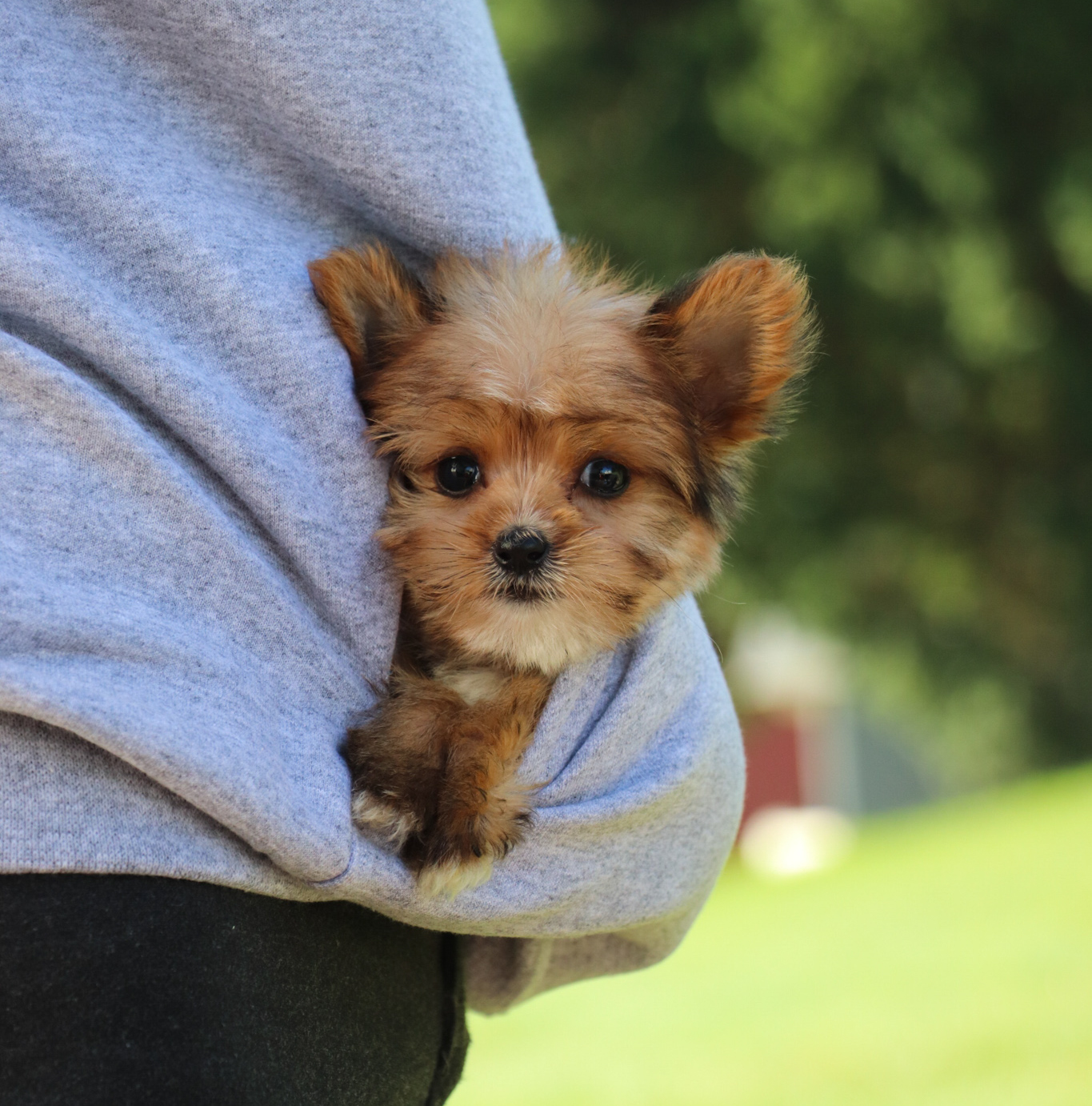 Trust-worthy Breeders- My Pup Central