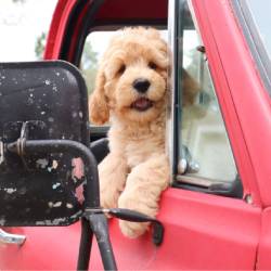 Secure Transportation Options- My Pup Central
