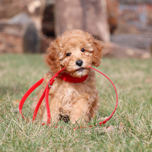 Secure Transportation Options- My Pup Central